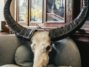 Taxidermy